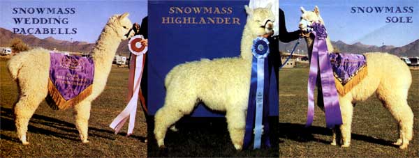 Snowmass Alpacas